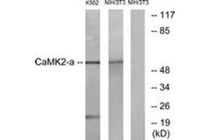 Western blot analysis of extracts from NIH-3T3/K562 cells, using CaMK2 alpha/delta (Ab-286) Antibody. (CaMK2 alpha/delta anticorps  (AA 256-305))
