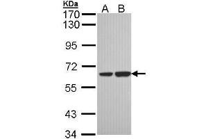 SNX18 anticorps  (C-Term)