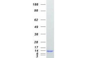 Validation with Western Blot