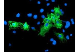 Anti-SCHIP1 mouse monoclonal antibody (ABIN2455665) immunofluorescent staining of COS7 cells transiently transfected by pCMV6-ENTRY SCHIP1 (RC206269). (SCHIP1 anticorps)