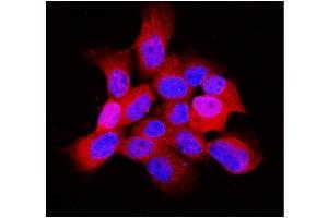 anti-ADP-Ribosylation Factor 6 (ARF6) (AA 2-175) antibody