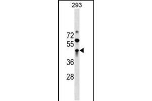 Western blot analysis in 293 cell line lysates (35ug/lane).