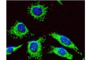 ICC/IF analysis of HSP60 in HeLa cells line, stained with DAPI (Blue) for nucleus staining and monoclonal anti-human HSP60 antibody (1:100) with goat anti-mouse IgG-Alexa fluor 488 conjugate (Green).