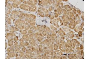 Immunoperoxidase of monoclonal antibody to PDK2 on formalin-fixed paraffin-embedded human pancreas. (PDK2 anticorps  (AA 187-276))