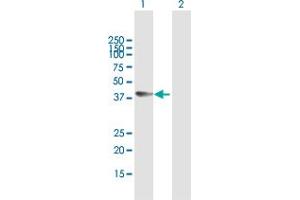 Western Blot analysis of ELAC1 expression in transfected 293T cell line by ELAC1 MaxPab polyclonal antibody.