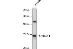 Western blot analysis of extracts of Rat brain, using Syntaxin 4 Rabbit mAb (ABIN7270687) at 1:1000 dilution. (Syntaxin 4 anticorps)