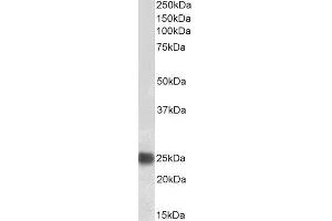 Biotinylated ABIN4902564 (0. (CBX5 anticorps  (Internal Region) (Biotin))