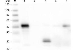 Western Blot of Anti-Rabbit IgG F(c) (DONKEY) Antibody . (Âne anti-Lapin IgG (Fc Region) Anticorps (TRITC) - Preadsorbed)