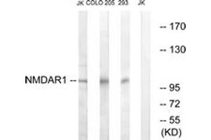 Western blot analysis of extracts from Jurkat/COLO205/293 cells, using NMDAR1 (Ab-896) Antibody. (GRIN1/NMDAR1 anticorps  (AA 862-911))