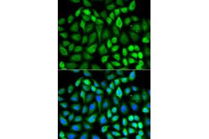 Immunofluorescence (IF) image for anti-Mitogen-Activated Protein Kinase 3 (MAPK3) (AA 1-100) antibody (ABIN3020725)