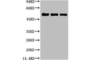 Western blot analysis of 1) Hela, 2) Mouse Brain Tissue, 3) Rat Brain Tissue, diluted at 1:5000. (TUBB1 anticorps)