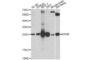 Western blot analysis of extracts of various cell lines, using EIF4E antibody (ABIN5971189) at 1/1000 dilution. (EIF4E anticorps)