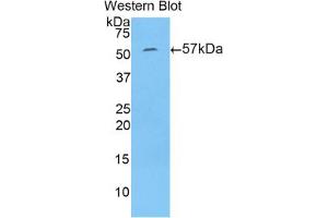 Western blot analysis of the recombinant protein. (N-Acetyl alpha-D-Glucosaminidase (AA 449-709) anticorps)