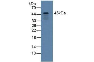 Detection of SERPINB3 in Mouse Heart Tissue using Polyclonal Antibody to Serpin B3 (SERPINB3)