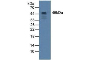 Detection of SERPINB3 in Mouse Heart Tissue using Polyclonal Antibody to Serpin B3 (SERPINB3) (SERPINB3 anticorps  (AA 1-210))