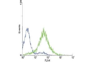 Image no. 3 for anti-Endothelin Receptor Type A (EDNRA) (AA 132-162) antibody (ABIN452933)