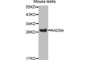 Western blot analysis of extracts of mouse testis, using RAD9A antibody. (RAD9A anticorps)