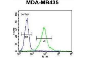 Flow cytometric analysis of MDA-MB435 cells using MeCP2 Antibody (N-term) Cat. (MECP2 anticorps  (N-Term))