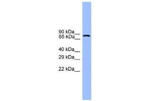 USP1 antibody used at 0. (USP1 anticorps  (C-Term))