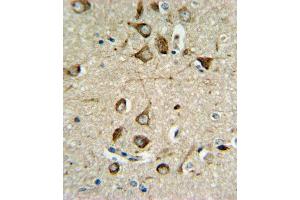 ASMT Antibody (Center) (ABIN650987 and ABIN2840024) IHC analysis in formalin fixed and paraffin embedded brain tissue followed by peroxidase conjugation of the secondary antibody and DAB staining. (ASMT anticorps  (AA 212-241))