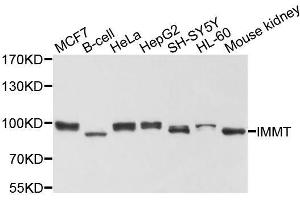 Western blot analysis of extracts of various cell lines, using IMMT antibody.