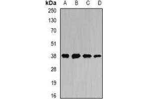 Western blot analysis of MATH-1 expression in SW620 (A), HepG2 (B), mouse liver (C), mouse heart (D) whole cell lysates. (ATOH1 anticorps)