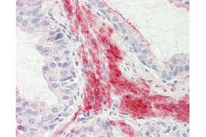 Anti-MKP3 / DUSP6 antibody IHC staining of human prostate. (DUSP6 anticorps  (AA 14-201))