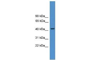 WB Suggested Anti-PSMC3 Antibody Titration: 0. (PSMC3 anticorps  (N-Term))