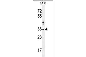NKX1-2 Antibody (N-term) (ABIN655691 and ABIN2845148) western blot analysis in 293 cell line lysates (35 μg/lane).