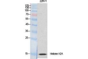 Western Blot (WB) analysis of specific cells using Histone H2A. (H2AFX anticorps  (Ser465))