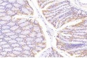 Immunohistochemistry analysis of paraffin-embedded mouse colon using,NT5C1B (ABIN7072861) at dilution of 1: 1200 (NT5C1B anticorps)