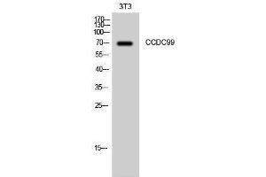 Western Blotting (WB) image for anti-Coiled-Coil Domain Containing 99 (CCDC99) (C-Term) antibody (ABIN3183716) (CCDC99 anticorps  (C-Term))