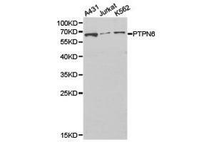 Western Blotting (WB) image for anti-Protein-tyrosine Phosphatase 1C (PTPN6) antibody (ABIN1874455) (SHP1 anticorps)