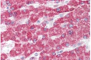 Human Liver (formalin-fixed, paraffin-embedded) stained with GCLC antibody ABIN337056 at 5 ug/ml followed by biotinylated goat anti-rabbit IgG secondary antibody ABIN481713, alkaline phosphatase-streptavidin and chromogen. (GCLC anticorps  (AA 295-313))