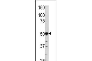 Western blot analysis of anti-PGK2 in HepG2 cell line lysate (35ug/lane) (PGK2 anticorps  (N-Term))