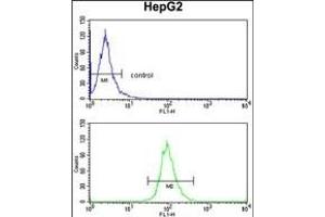 ELOVL6 Antibody (N-term) (ABIN390425 and ABIN2840812) flow cytometry analysis of HepG2 cells (bottom histogram) compared to a negative control cell (top histogram). (ELOVL6 anticorps  (N-Term))