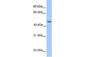 Western Blotting (WB) image for anti-Ankyrin Repeat and SOCS Box Containing 6 (ASB6) antibody (ABIN2459664) (ASB6 anticorps)