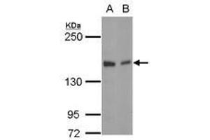Image no. 1 for anti-Golgi Glycoprotein 1 (GLG1) (C-Term) antibody (ABIN1491926)