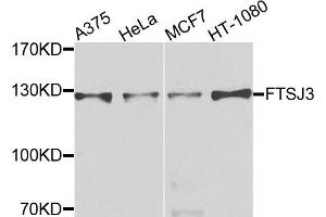 Western blot analysis of extracts of various cells, using FTSJ3 antibody. (FTSJ3 anticorps)