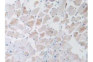 IHC-P analysis of Mouse Skeletal Muscle Tissue, with DAB staining. (GNRH1 anticorps  (AA 22-90))