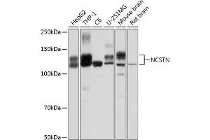 Western blot analysis of extracts of various cell lines, using NCSTN Polyclonal Antibody (ABIN1681053, ABIN3015074, ABIN3015075 and ABIN6213629) at 1:1000 dilution. (Nicastrin anticorps  (AA 429-669))