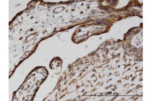 Immunoperoxidase of monoclonal antibody to CANX on formalin-fixed paraffin-embedded human placenta.