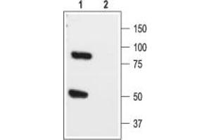 Western blot analysis of rat brain lysate: - 1. (KCNK1 anticorps  (Extracellular))