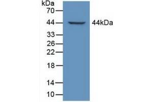 Detection of Recombinant LTBP1, Mouse using Polyclonal Antibody to Latent Transforming Growth Factor Beta Binding Protein 1 (LTBP1)