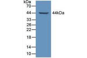 LTBP1 anticorps  (AA 1415-1712)
