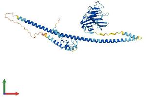 AlphaFold protein structure predicition of Mouse Recombinant Triml1 Protein, UniprotID Q8BVP1