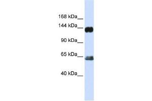 RAPGEF1 antibody used at 1 ug/ml to detect target protein.