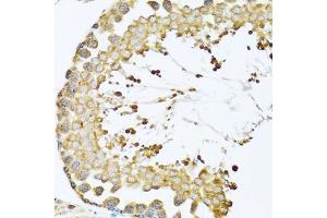 Immunohistochemistry of paraffin-embedded mouse testis using CCT4 antibody.