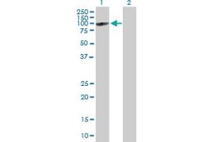 Western Blot analysis of MX2 expression in transfected 293T cell line by MX2 MaxPab polyclonal antibody. (MX2 anticorps  (AA 1-715))