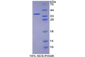 SDS-PAGE analysis of Mouse Keratin 1 Protein. (Cytokeratin 1 Protéine)